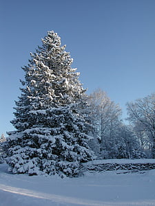 Gran, spruce, snöiga Gran, vinter, Sverige, Roslagen, snö