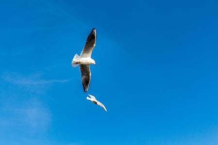 gulls, bird, clouds, flight, blue sky