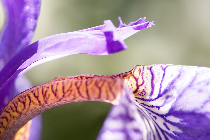 IRIS, Iris pseudacorus, Purple iris, plante, Iridacées, fleur, feuilles de pendaison