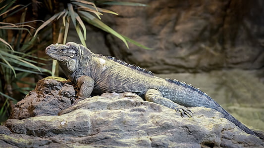iguanas, rhinoceros iguana, cyclura cornuta, reptile, lizard, animal, nature