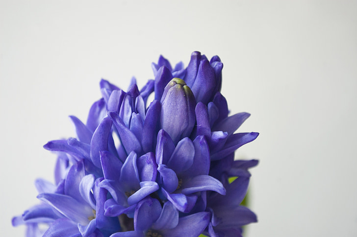 modrý hyacint, kvet, fialová, fialový kvet, záhradné kvety, krásna kvetina, kvety