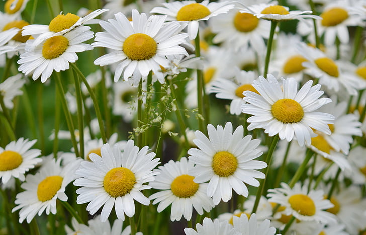 花, 黛西, 自然, 春天, 白色, 植物, 花香