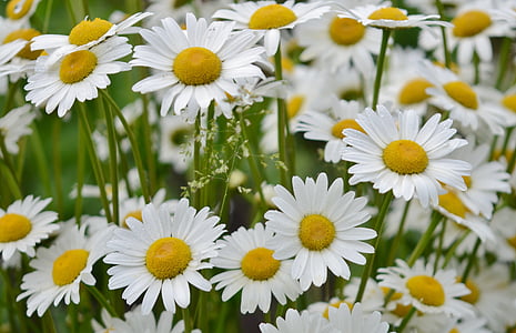 flor, Margarida, natura, primavera, blanc, planta, floral