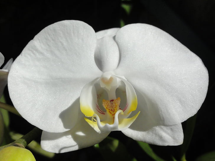 lill, Orchid, Phalaenopsis, valge orhidee, loodus, kroonleht, taim