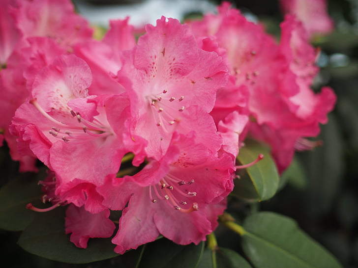 plant, flower, pink