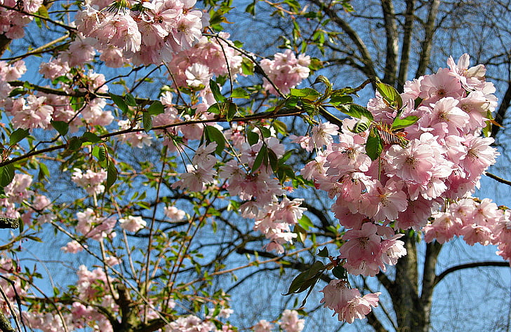 spring, cherry blossoms, tree, bush, pink, blossom, white blossom