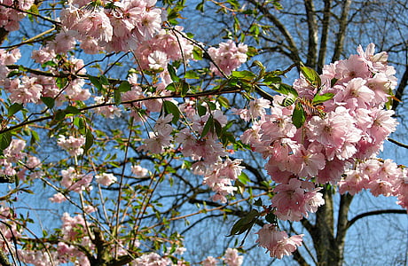 forår, kirsebærblomster, træ, Bush, Pink, Blossom, hvid blomst