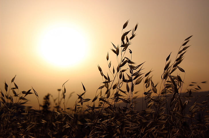 grayscale, photo, leaves, daytime, sunset, dusk, plants