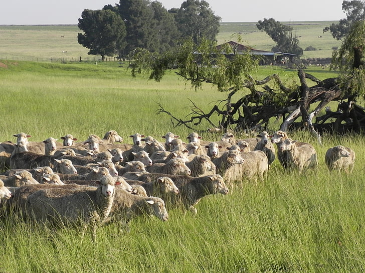 pecore, azienda agricola, erba, campi, pascolo