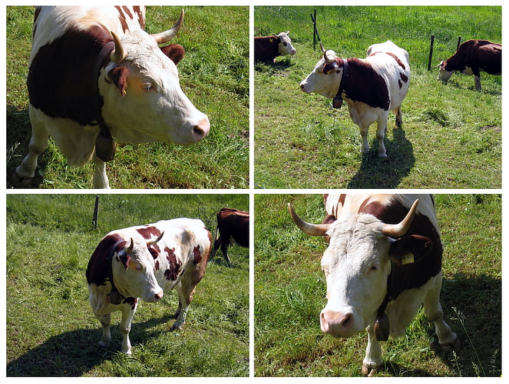 牛, ox, 牧草地, 4 つ, 草, 角