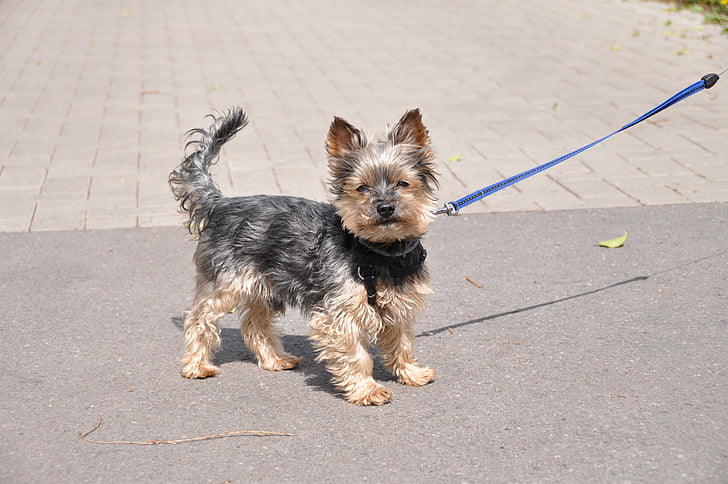 yorkshire terrier, dog, small