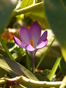 Crocus, kevään, violetti, kasvi, Blossom, Bloom, Puutarha
