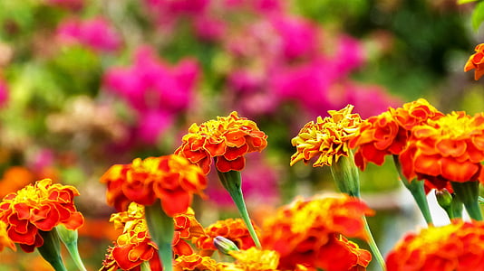 λουλούδια, Κήπος, κόκκινο, ταπετσαρία, φύση, floral, φυτό