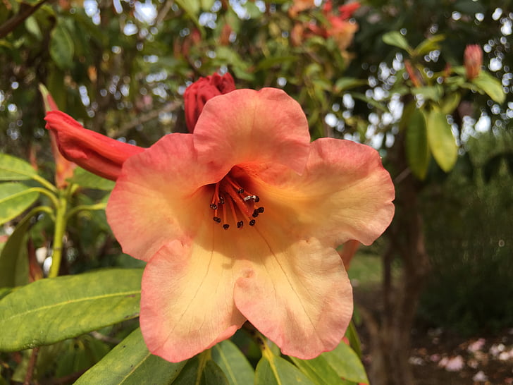 rhodendron, květ, jaro, rozkvět, květ, závod, Bloom