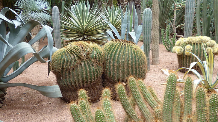 kaktus, Marrakech, anlegget