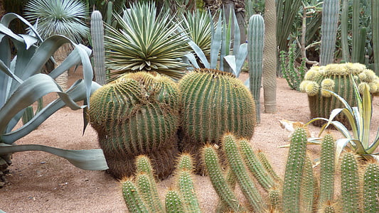 Kaktus, Marrakesz, roślina