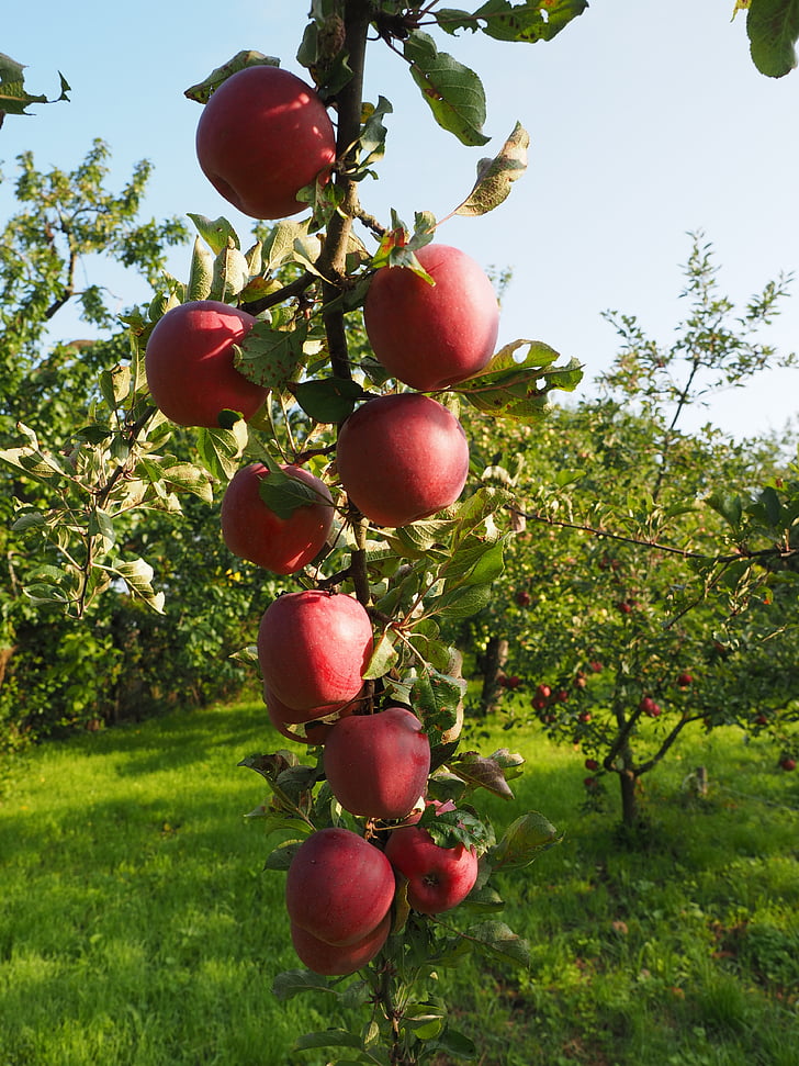 Apple, cây táo, trái cây, màu đỏ, Frisch, khỏe mạnh, vitamin