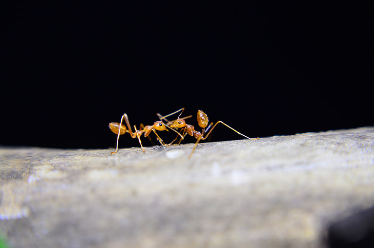formigues, formiga vermella, insectes