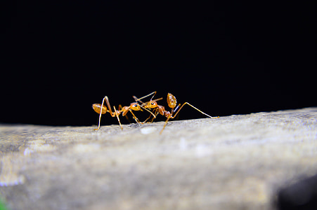 mrówki, czerwonych mrówek, owady