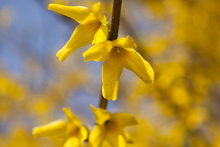 Forsythia, forsythia jardin, or lilas, clochettes d’or, fleurs, fleurs de Forsythia, printemps
