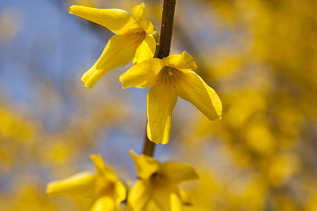 Forsythien, Garten Forsythie, Gold lila, Goldene Glocken, Blumen, Forsythien Blumen, Frühling