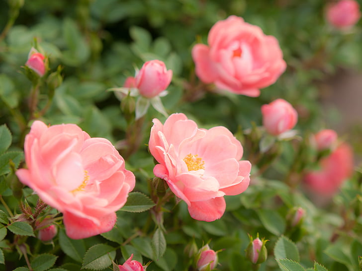 Цветы, Саншайн, Роза, завод, оранжевый, четыре сезона Роуз, Япония