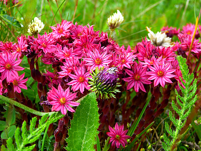 растителна, цветя, Блосъм, Блум, розово, алпийски покрив houseleek, Sempervivum tectorum alpinum
