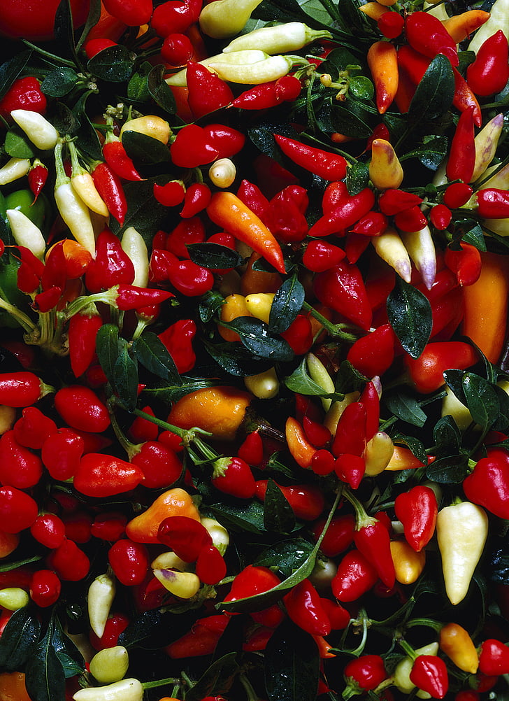 chilli peppers, colors, mature