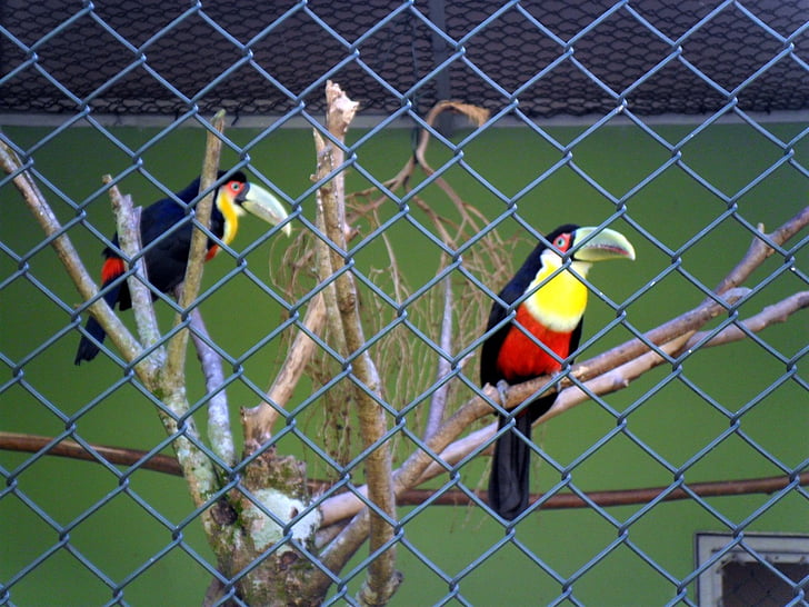 tucanes, aves, Caño grande, santos de Zoo, Brasil, pájaro, animal
