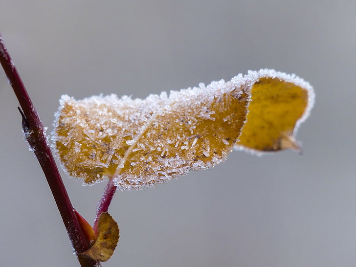frosted, leaf, branch, background, nature, ice, season