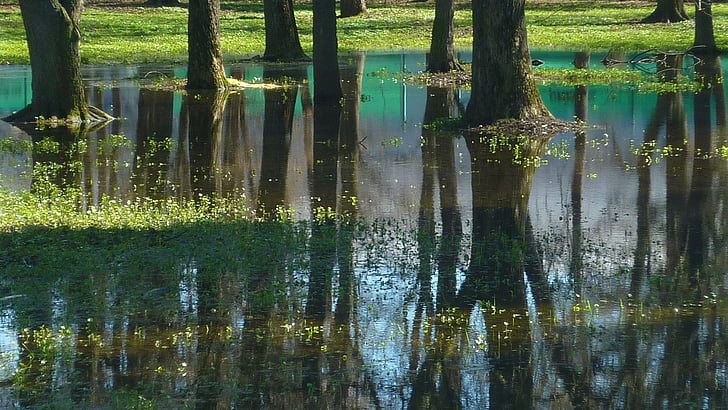 nature, reflection, water