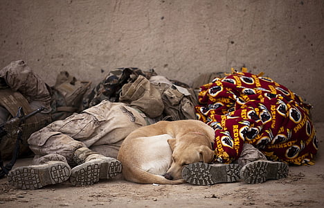 vojenské, vojaci, spí, zvyšok, pes, psie, jednotné
