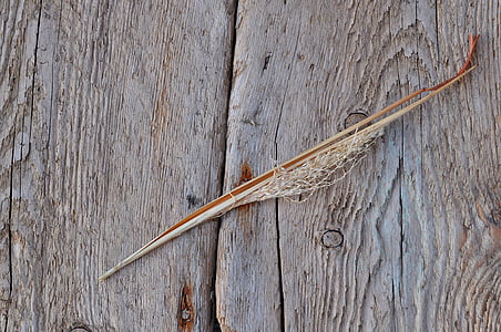 blade of grass, dried, deco, wood, background