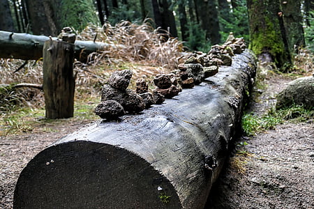 rituals, forest, nature, nature reserve, tree stump, forest path, art