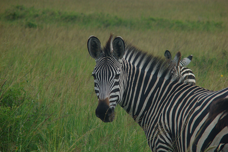 Zebra, Tanzánia, állat, vadon élő állatok, a körülöttünk lévő világ, Afrika, Safari