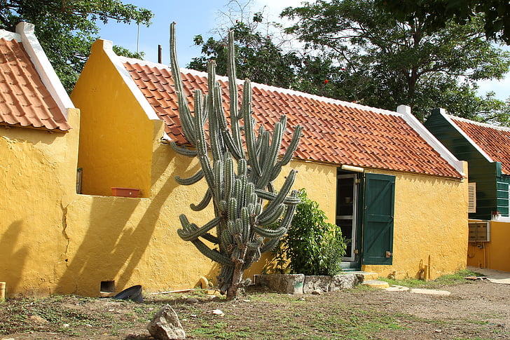 cactus, curasao, building, yellow, architecture, house facade, home