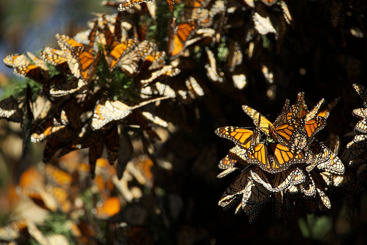 fjärilar, monark, parning, insekter, färgglada, migration, bräckliga