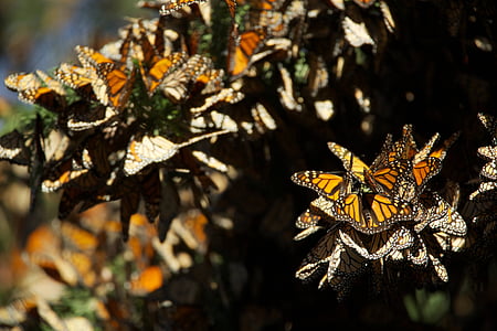 Motýli, Monarch, krytí, hmyz, barevné, migrace, křehké