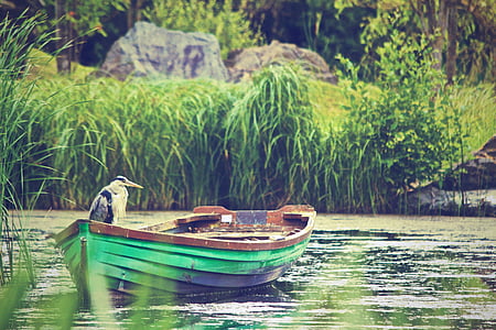 verde, canoa, Lago, Garça-real, pássaro, barco, água