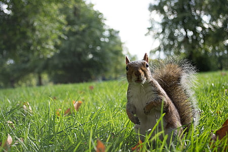 Londonas, voverė, Anglijoje, Gamta, parkas, gyvūnai, žolės