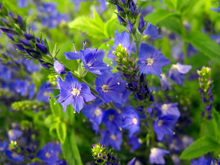 květiny, modrá, závod, zahrada, Příroda, květ, léto