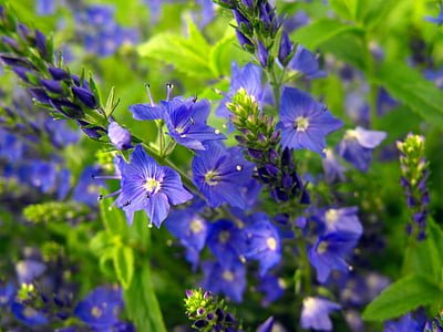 λουλούδια, μπλε, φυτό, Κήπος, φύση, λουλούδι, το καλοκαίρι