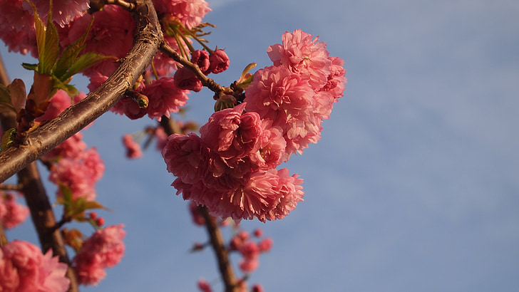 Синє небо, цвітіння, рожевий, Природа, Весна, дерево, час цвітіння
