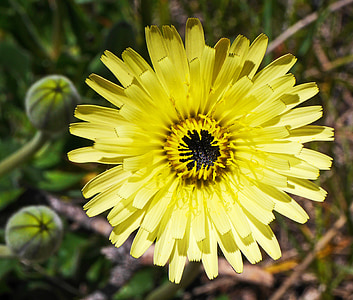 Alpine bunga, liar, ketinggian, kuning, Blossom, mekar, berkembang