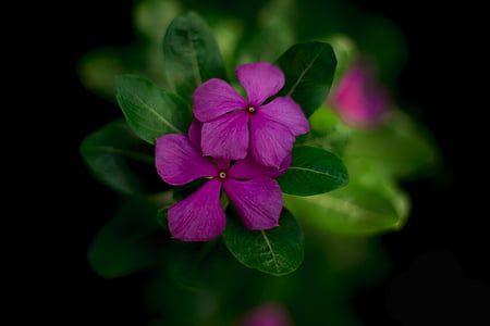 φύση, λουλούδι, καλύτερα, πάντα πράσινο, Ινδία, Βομβάη, νέα