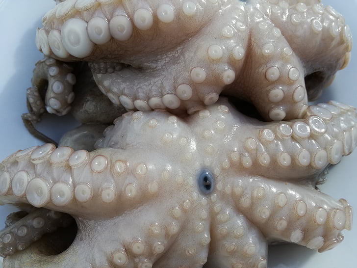 Octopus, polpo, buena comida italiana