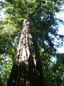 Sequoia, drevo, narave