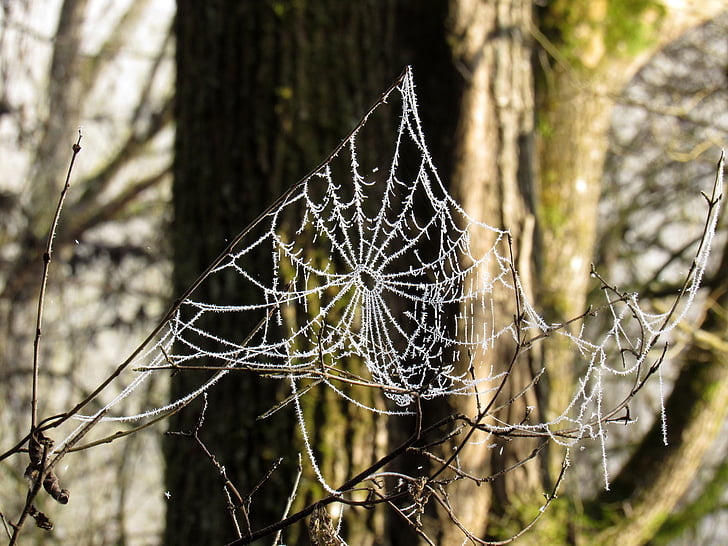 Spinnennetz, Frost, Kälte, Raureif