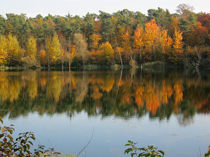 tó, tükrözés, arany, október, ősz, napos, levelek