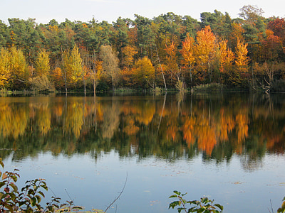 tó, tükrözés, arany, október, ősz, napos, levelek